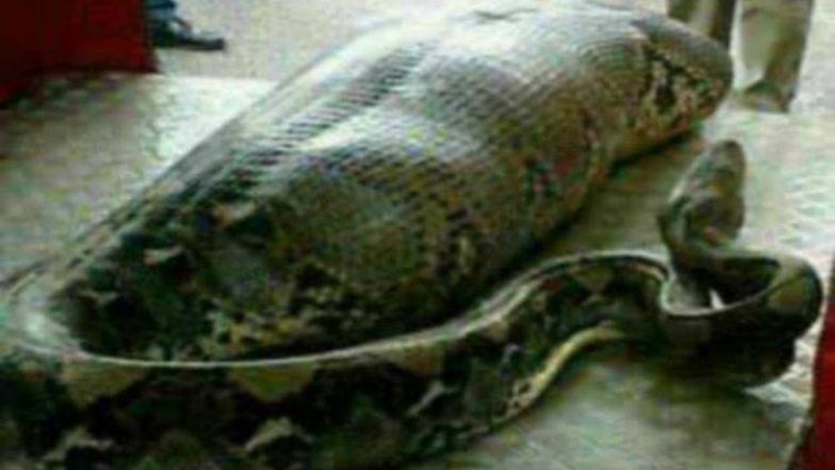 Indonesian Woman Swallowed By Giant Python - OrissaPOST