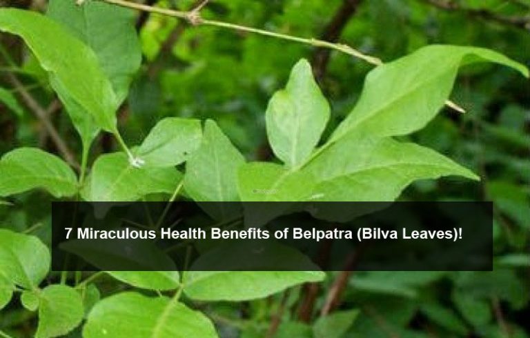 health-benefits-of-bilva-leaves-odisha-news-odisha-latest-news