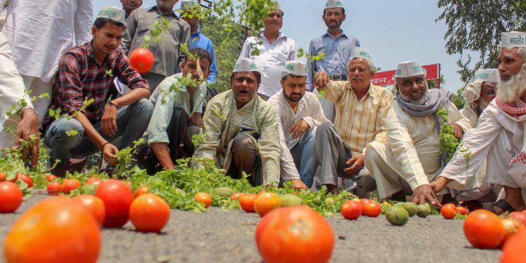 Farmers throw tomatoes on a road during a protest in Meerut Sunday