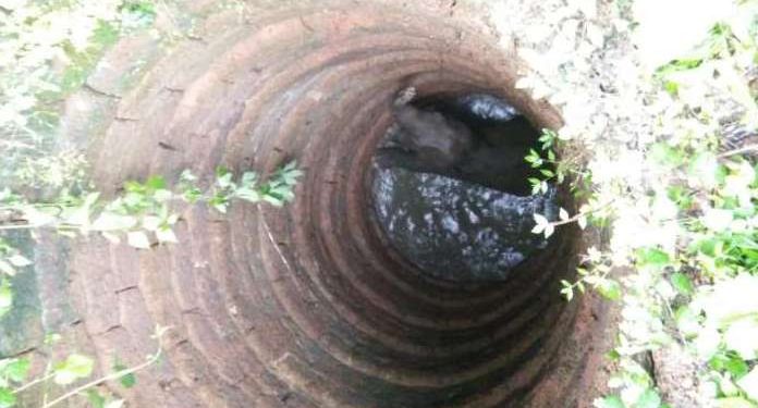 Elephant calf trapped in well