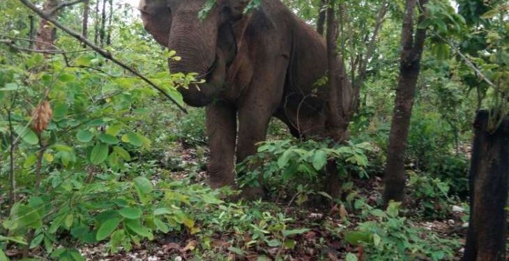 Ailing female elephant spotted in Jharsuguda - OrissaPOST