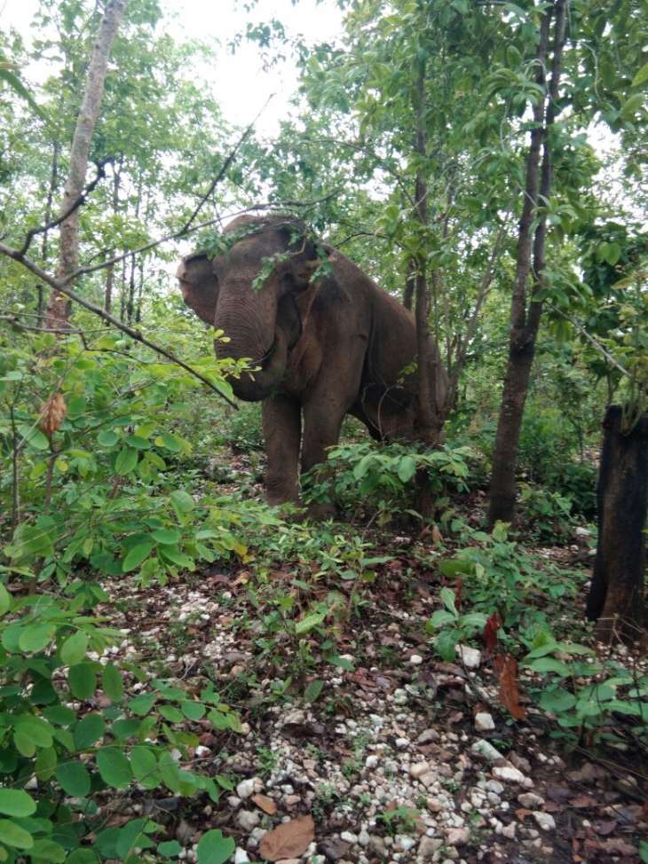 Ailing female elephant spotted in Jharsuguda - OrissaPOST