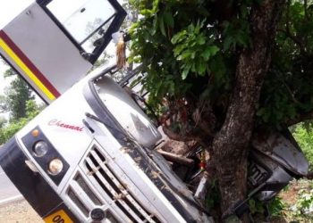 Bus goes into a tree