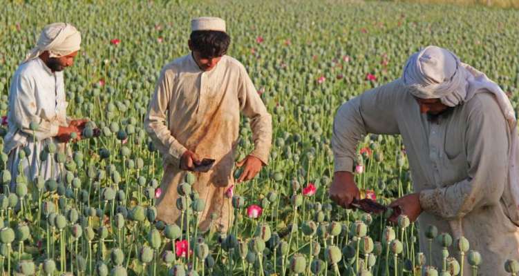 Record opium production in Afghanistan creates challenges for region ...