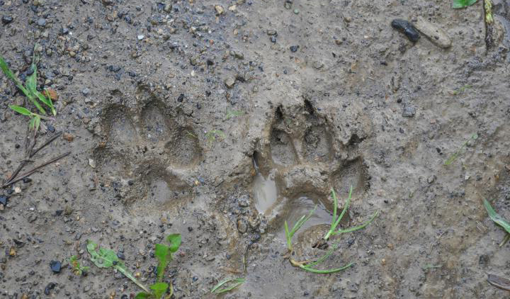 First footprints of animals discovered in China - OrissaPOST