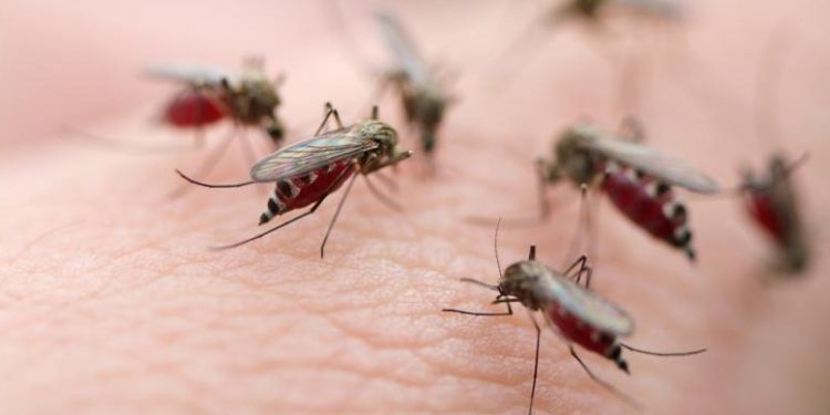 combat mosquito populations