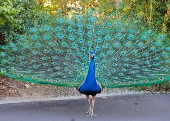 peacock-national bird-odisha