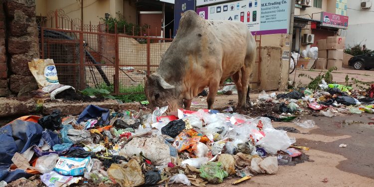 Plastic dumpyard at Bomikhal