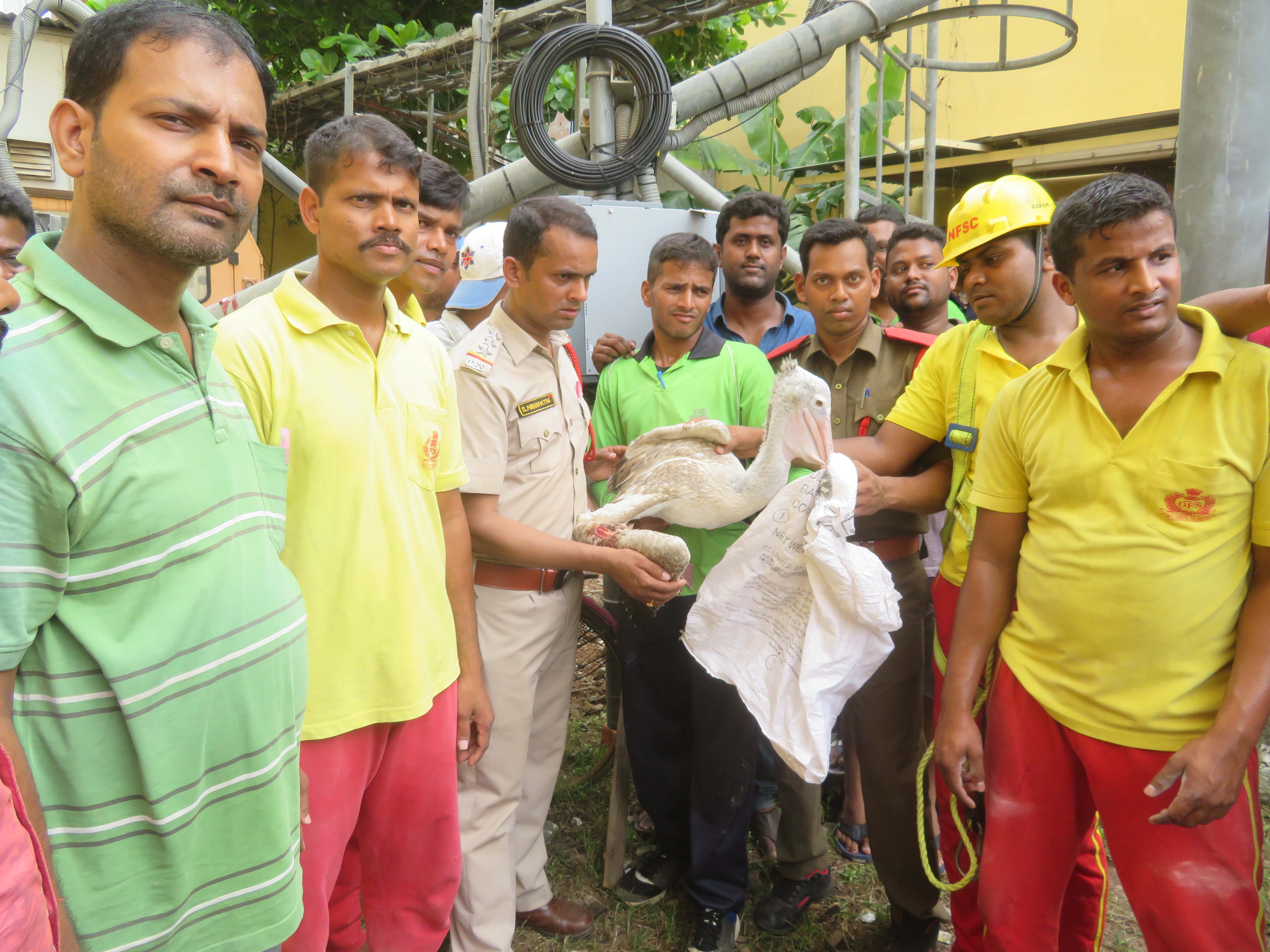 Rare bird rescued from mobile tower - OrissaPOST