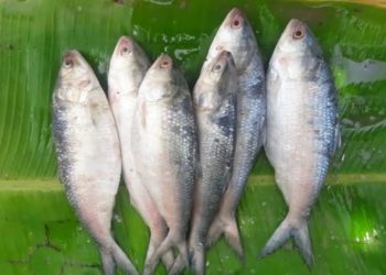 Bangladesh reverses hilsa export ban