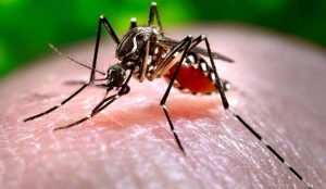 Nearly 3, 800 dengue cases in Delhi