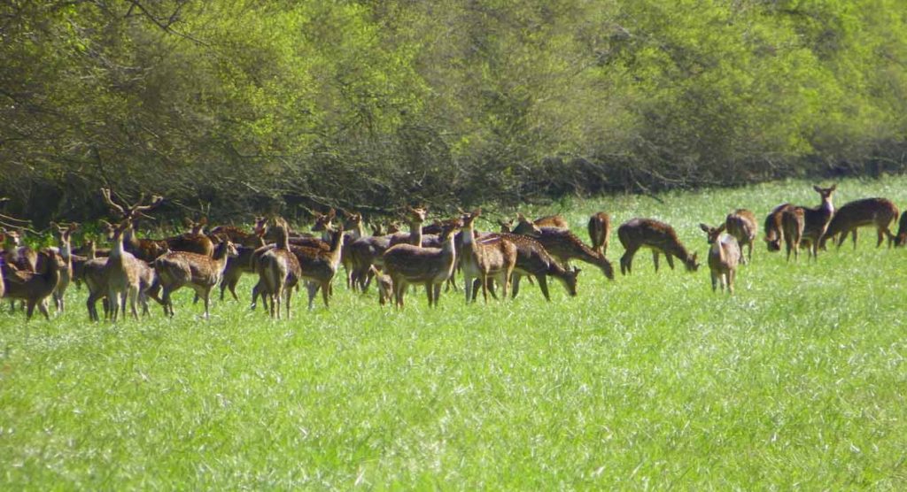 blackbuck Odisha berhampur konark