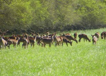 blackbuck Odisha berhampur konark