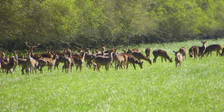 blackbuck Odisha berhampur konark