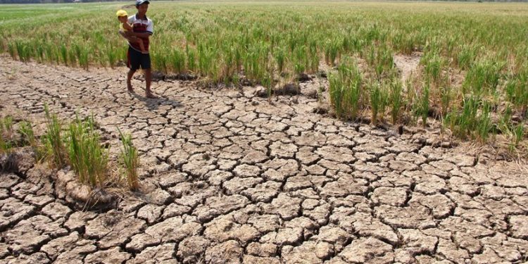 31,000 ha drought hit in Jharsuguda