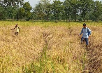 Farmers in soup as free seeds fail to yield