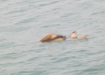 Olive Ridley mating begins in Gahirmatha