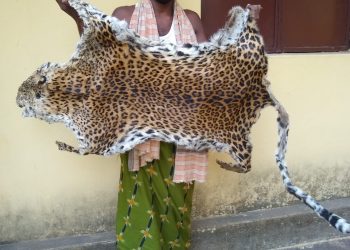 Poacher held with leopard skin