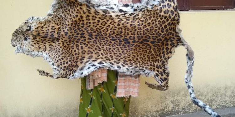 Poacher held with leopard skin