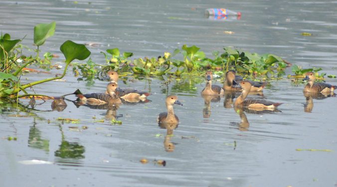 Poachers targeting winter birds in Bhitarkanika