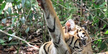 SC seeks Centre's response on reported deaths of tigers