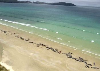 Wellington (New Zealand) Up to 145 pilot whales have died in a mass stranding in a remote part of New Zealand, with authorities saying Monday they made the heart-breaking decision to euthanise dozens that lay stricken on the shore.