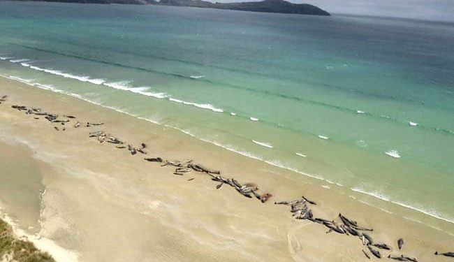 Wellington (New Zealand) Up to 145 pilot whales have died in a mass stranding in a remote part of New Zealand, with authorities saying Monday they made the heart-breaking decision to euthanise dozens that lay stricken on the shore.