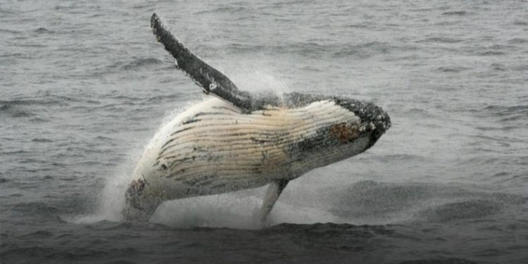 Japan has put a halt to its most provocative whaling -- annual expeditions to the Antarctic