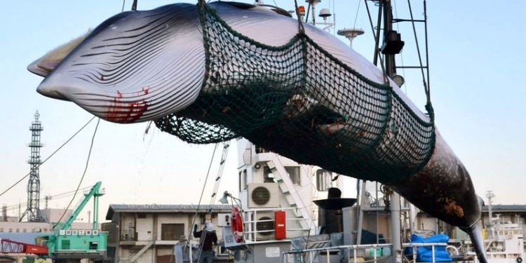 In this September 2017, photo, a minke whale is unloaded at a port after a whaling for scientific purposes in Kushiro, in the northernmost main island of Hokkaido. Japan is considering leaving the International Whaling Commission to resume commercial hunts after unsuccessfully campaigning for decades to gain support for the cause. The Fisheries Agency said Thursday, Dec. 20, 2018, officials haven't made a final decision but are considering the step. (AP)