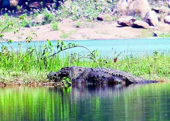 A mugger crocodile at the Ghodahada irrigation reservoir in Berhampur. (AGENCIES)