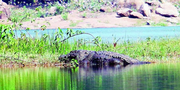 A mugger crocodile at the Ghodahada irrigation reservoir in Berhampur. (AGENCIES)