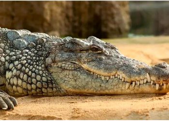 the around 130-year-old crocodile, whom they had fondly named as 'Gangaram', was next to God (Representative)