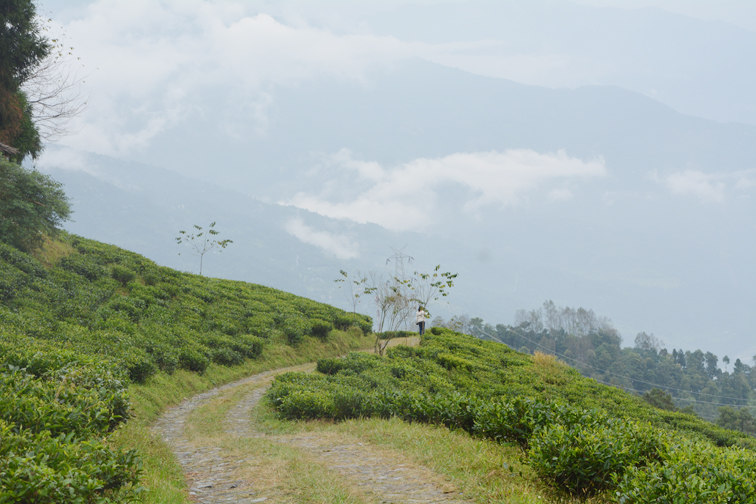 Temi tea garden