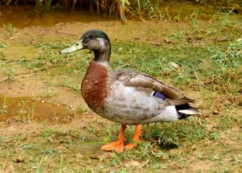 Trevor, a mallard, was dubbed the "loneliest duck in the world" after being blown onto isolated Niue island from New Zealand during a Pacific Storm (AFP)