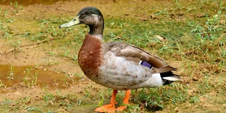 Trevor, a mallard, was dubbed the "loneliest duck in the world" after being blown onto isolated Niue island from New Zealand during a Pacific Storm (AFP)