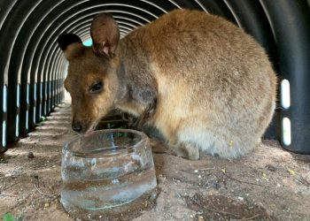 Rock wallabies have been given ice to lick at the zoo