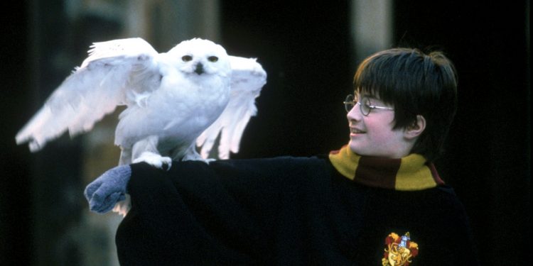 Actor Daniel Radcliffe in his role as Harry Potter holds Hedwig the owl on his arm during the shooting of the film "Harry Potter and the Sorcerer's Stone" in this undated handout photo. The film is currently in production and will be released worldwide in November 2001.  (REUTERS)