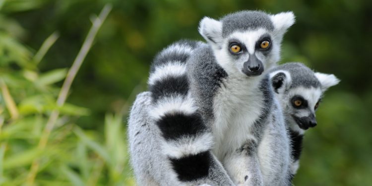 Ring tailed Lemur (Twitter)