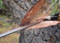 Tree cutting in Odisha