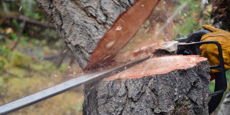 Tree cutting in Odisha