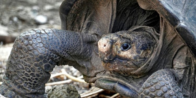 The Fernandina Giant Tortoise was thought to have become extinct more than 100 years ago until this adult female was discovered by conservationists on the Galapagos island of Fernandina February 17, 2019 (AFP)