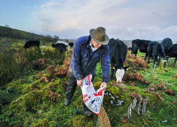 Farmer John Sheridan feeds his livestock near Florencecourt in Nothern Ireland, Britain.(AP)