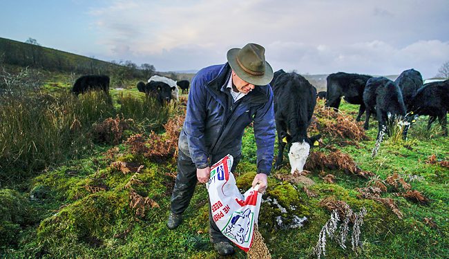 Farmer John Sheridan feeds his livestock near Florencecourt in Nothern Ireland, Britain.(AP)