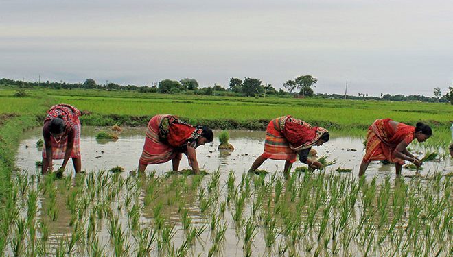 Odisha to implement PM-KISAN scheme soon - OrissaPOST