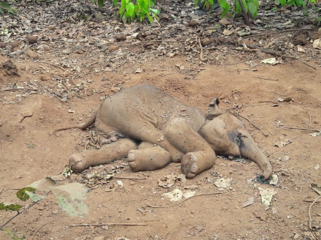 Elephant calf found dead