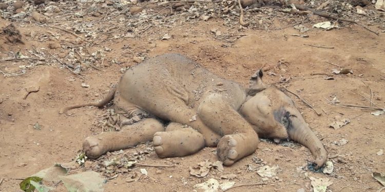 Elephant calf found dead