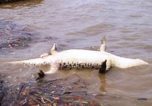 Crocodile Found in Himayat Sagar 