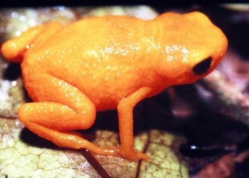 Pumpkin toadlets, also called Brachycephalus ephippium, are tiny, brightly-coloured, and poisonous frogs that can be found in the Brazilian Atlantic forest.