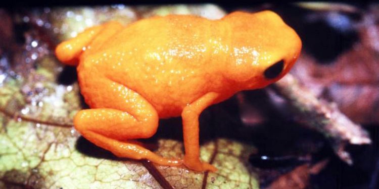 Pumpkin toadlets, also called Brachycephalus ephippium, are tiny, brightly-coloured, and poisonous frogs that can be found in the Brazilian Atlantic forest.