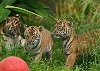 Two female cubs and their brother explored the outside environment for the first time at Sydney's Taronga Zoo (AFP)